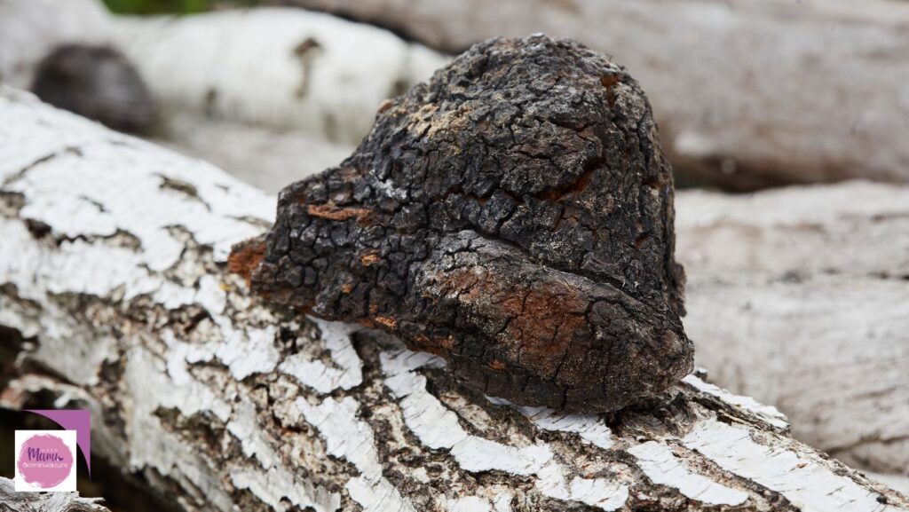 chaga gomba